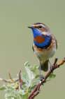 Bluethroat male on his summer territory in the arctic tundra of the Seward Peninsula. Alaska Art Print